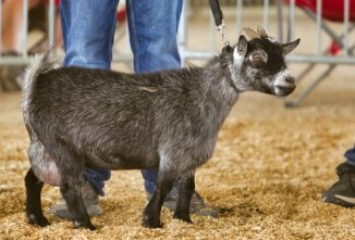 Registering Your Goat